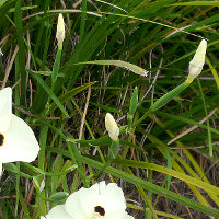 Dietes bicolor